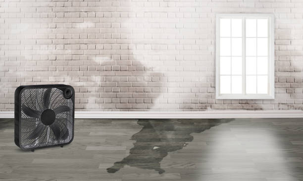 Best Sewage cleanup and water damage restoration  in Waverly, NE